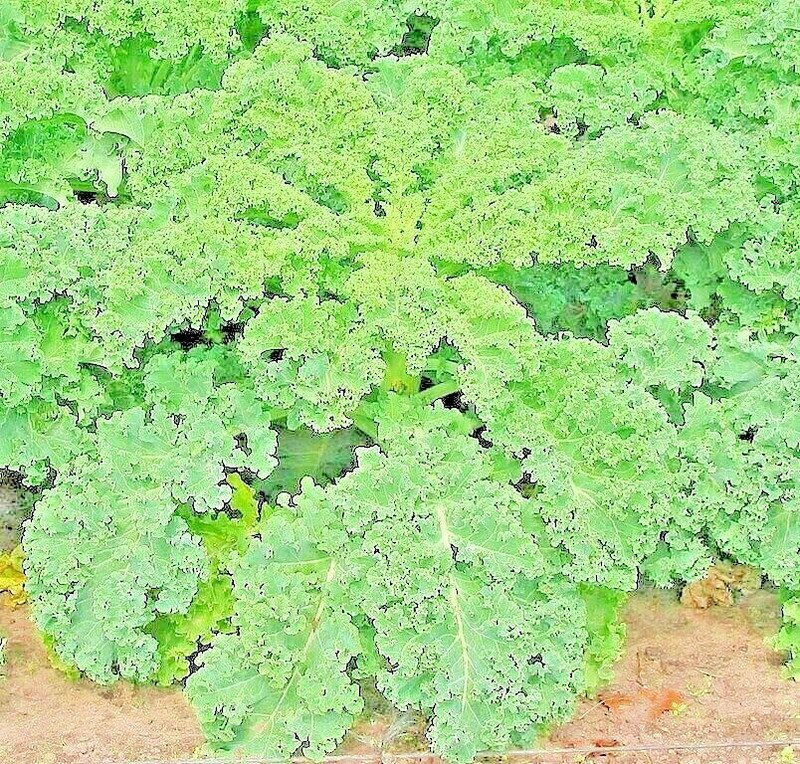 1200 Seeds Seeds Kale Dwarf Spring Mix Vegetable Garden Salads Microgreens Nongmo Fresh For Garden