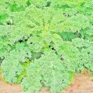 1200 Seeds Seeds Kale Dwarf Spring Mix Vegetable Garden Salads Microgreens Nongmo Fresh For Garden 1200 Seeds Seeds Kale Dwarf Spring Mix Vegetable Garden Salads Microgreens Nongmo Fresh For Garden