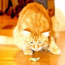 2000 Seeds Catnip Seeds Perennial Spring Mosquito Bug Repelling Nongmo Heirloom Herb Fresh For Garde 2000 Seeds Catnip Seeds Perennial Spring Mosquito Bug Repelling Nongmo Heirloom Herb Fresh For Garde