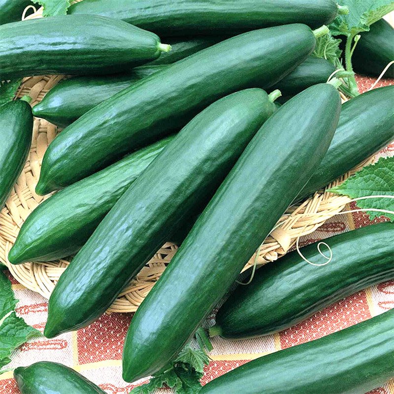 125 Cucumber Seeds Straight Eight Vegetable Spring Heirloom Garden Award Winner Fresh For Garden
