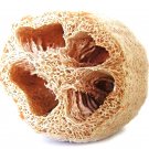 Loofah 10 Seeds Sponge Luffa Vegetable Spring Heirloom Vine Gourd Loofa Nongmo Fresh For Garden