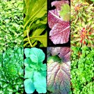 1000 Seeds Asian Leafy Mix Seeds Spring Microgreens Salad Heirloom Nongmo Tasty Fresh For Garden 1000 Seeds Asian Leafy Mix Seeds Spring Microgreens Salad Heirloom Nongmo Tasty Fresh For Garden
