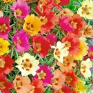 3000 Seeds Moss Rose Double Grandiflora Seeds Spring Mix Flowers Groundcover Fresh For Garden