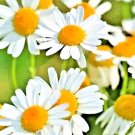 Roman Chamomile 200 Seeds Seeds Spring Groundcover Perennial Heirloom Edible Herb Fresh For Garden