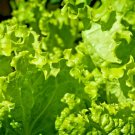 1500 Seeds Lettuce Black Simpson Seeds Spring Salads Heirloom Nongmo Microgreens Fresh For Garden 1500 Seeds Lettuce Black Simpson Seeds Spring Salads Heirloom Nongmo Microgreens Fresh For Garden