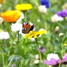 1200 Seeds Seeds Wildflowers Spring Butterfly Mix French Pollinators Hummingbird Fresh For Garden