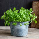 300 Seeds Cilantro Seeds Heirloom Nongmo Fast Growing Spice Pest Repellent Fresh For Garden