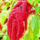 2000 Seeds Amaranth Seeds Love Lies Bleeding Spring Flower Garden Heirloom Nongmo Fresh For Garden