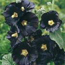 25 Seeds Seeds Black Hollyhock Flowers Fresh For Garden