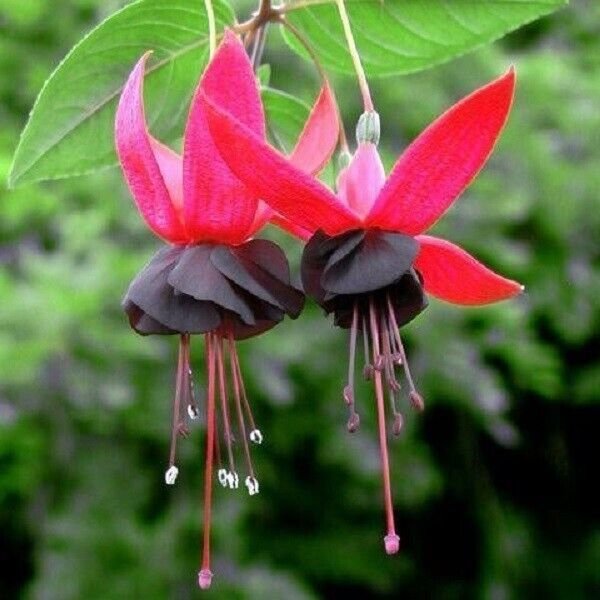 25 Seeds Seeds Black & Red Lantern Flower Seeds Lantern Flowers Fresh For Garden