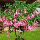 25 Seeds Seeds Pink Angel Trumpet Seeds Brugmansia Tropical Flowers Flower Fragrant Fresh For Garden
