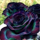 10 Seeds Black & Green Roses Planting Flower Garden Fresh For Garden