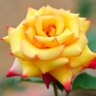 12 Seeds Yellow & Pink Rose Bh Bright Flowers Lovely Scented Planting Garden Fresh For Garden 12 Seeds Yellow & Pink Rose Bh Bright Flowers Lovely Scented Planting Garden Fresh For Garden