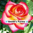12 Seeds Roses Pink & Yellow Flower Garden Planting Flowers Beautiful Scent Fresh For Garden 12 Seeds Roses Pink & Yellow Flower Garden Planting Flowers Beautiful Scent Fresh For Garden