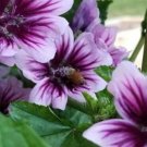 25 Seeds Seeds Purple Malva Zebrina Flowers Lavender Fresh For Garden