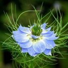 25 Seeds Seeds Loveinamist Miss Jekyll Blue Flowers Fresh For Garden