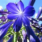 25 Seeds Seeds Blue Agapanth Praecox Flowers Garden Planting Fresh For Garden 25 Seeds Seeds Blue Agapanth Praecox Flowers Garden Planting Fresh For Garden