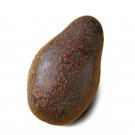 2 Seeds Sir Prize Avocado Organic Non Gmo Delicio Creamy Fresh For Garden 2 Seeds Sir Prize Avocado Organic Non Gmo Delicio Creamy Fresh For Garden