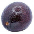 2 Seeds Pueblaavocado Organic Non Gmo Delicio Creamy Fresh For Garden 2 Seeds Pueblaavocado Organic Non Gmo Delicio Creamy Fresh For Garden