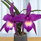 15 Seeds Seeds Divine Phoenix Hoe Plant Garden Flowers Fresh For Garden