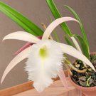 15 Seeds Seeds Orchid Springwater Hoe Plant Garden Flowers Fresh For Garden