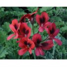 15 Seeds Seeds Geranium ‘Old Scarlet Unique Hoe Plant Garden Flowers Fresh For Garden 15 Seeds Seeds Geranium ‘Old Scarlet Unique Hoe Plant Garden Flowers Fresh For Garden