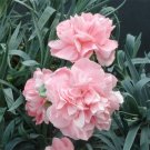15 Seeds Seeds Duchess Of Westminster Hoe Plant Garden Flowers Fresh For Garden 15 Seeds Seeds Duchess Of Westminster Hoe Plant Garden Flowers Fresh For Garden