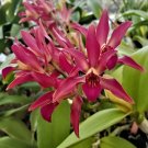15 Seeds Seeds Orchid Suncoast Hoe Plant Garden Flowers Fresh For Garden