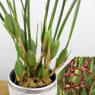 15 Seeds Seeds Coconut Orchid Hoe Plant Garden Flowers Fresh For Garden