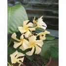 15 Seeds Seeds Climbing Frangipanhoe Plant Garden Flowers Fresh For Garden