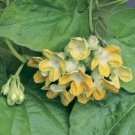 15 Seeds Seeds Chinese Violet Hoe Plant Garden Flowers Fresh For Garden