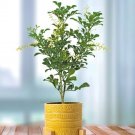 15 Seeds Seeds Chinese Perfume Plant Hoe Plant Garden Flowers Fresh For Garden