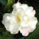 15 Seeds Seeds Camellia ‘Scentuo Hoe Plant Garden Flowers Fresh For Garden