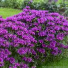 15 Seeds Seeds Bee Balm ‘Electric Neon Purple Hoe Plant Garden Flowers Fresh For Garden 15 Seeds Seeds Bee Balm ‘Electric Neon Purple Hoe Plant Garden Flowers Fresh For Garden