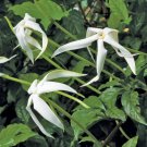 15 Seeds Seeds Angel Of The Night Randia Hoe Plant Garden Flowers Fresh For Garden