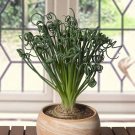 15 Seeds Seeds Albuca Spiralis Hoe Plant Garden Flowers Fresh For Garden