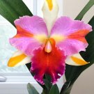 15 Seeds Seeds Orchid Amazing Thailand Hoe Plant Garden Flowers Fresh For Garden 15 Seeds Seeds Orchid Amazing Thailand Hoe Plant Garden Flowers Fresh For Garden