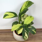 15 Seeds Seeds Golden Mosaic Plant Hoe Plant Garden Flowers Fresh For Garden