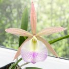 15 Seeds Seeds Orchid Brassavola Hoe Plant Garden Flowers Fresh For Garden