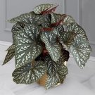 15 Seeds Seeds Begonia ‘Betsy Hoe Plant Garden Flowers Fresh For Garden