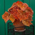 15 Seeds Seeds Begonia ‘Autumn Flowers Garden Tree Fresh For Garden