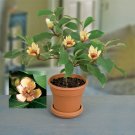 15 Seeds Seeds Banana Shrub Flowers Garden Tree Fresh For Garden