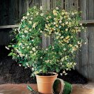 15 Seeds Seeds Asian Jasmine ‘Mandanianum Flowers Garden Tree Fresh For Garden