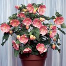 15 Seeds Seeds Abutilon Kristens Pink Flowers Garden Tree Fresh For Garden
