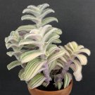 15 Seeds Seeds Variegated Cobweb Spiderwort Hoe Plant Garden Flowers Fresh For Garden