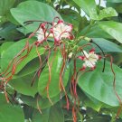 15 Seeds Seeds Twisted Cord Flower Hoe Plant Garden Flowers Fresh For Garden