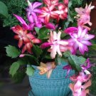 15 Seeds Seeds Trio Of Christmas Cact Hoe Plant Garden Flowers Fresh For Garden