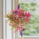 15 Seeds Seeds Tillandsia Ionantha Air Plant Hoe Plant Garden Flowers Fresh For Garden