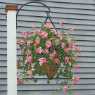 15 Seeds Seeds Swiss Balcony Geranium ‘Desrumeaux Hoe Plant Garden Flowers Fresh For Garden