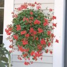 15 Seeds Seeds Swiss Balcony Geranium Hoe Plant Garden Flowers Fresh For Garden